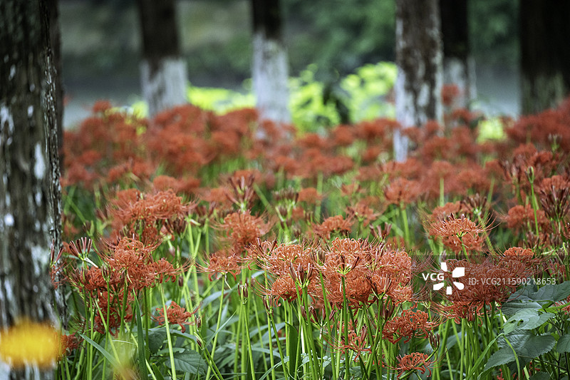 彼岸花开图片素材