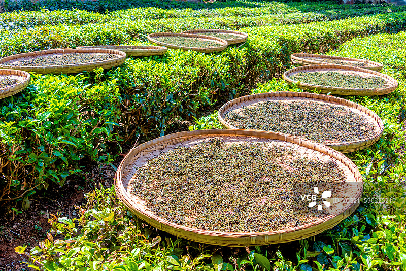 中国云南普洱中华普洱茶博览苑晾晒的茶叶图片素材