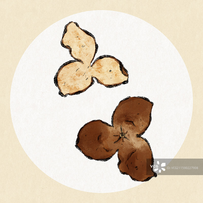 陈皮国风插画图片素材