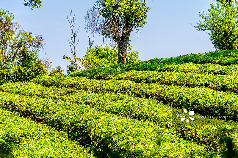 中国云南普洱中华普洱茶博览苑的茶园风光图片素材