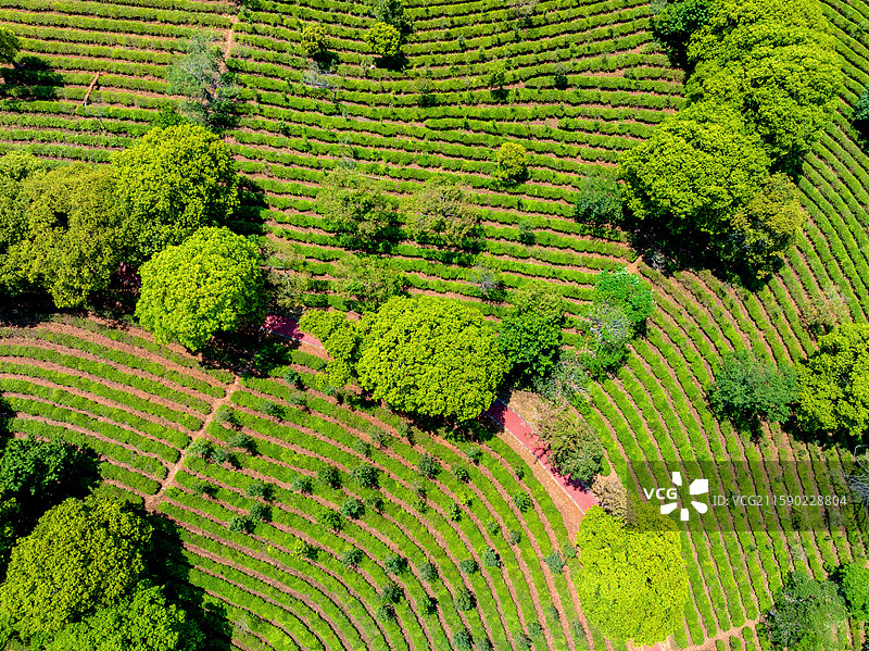 中国云南普洱中华普洱茶博览苑茶园航拍风光图片素材