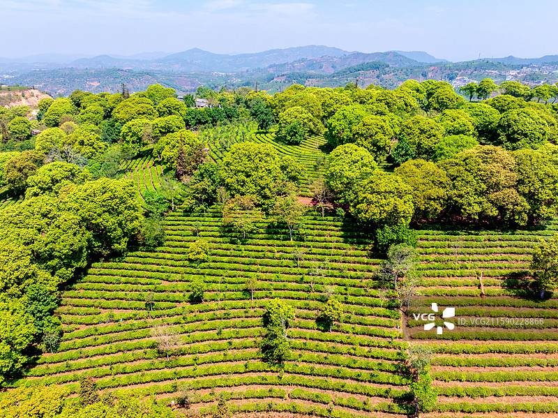 中国云南普洱中华普洱茶博览苑茶园航拍风光图片素材