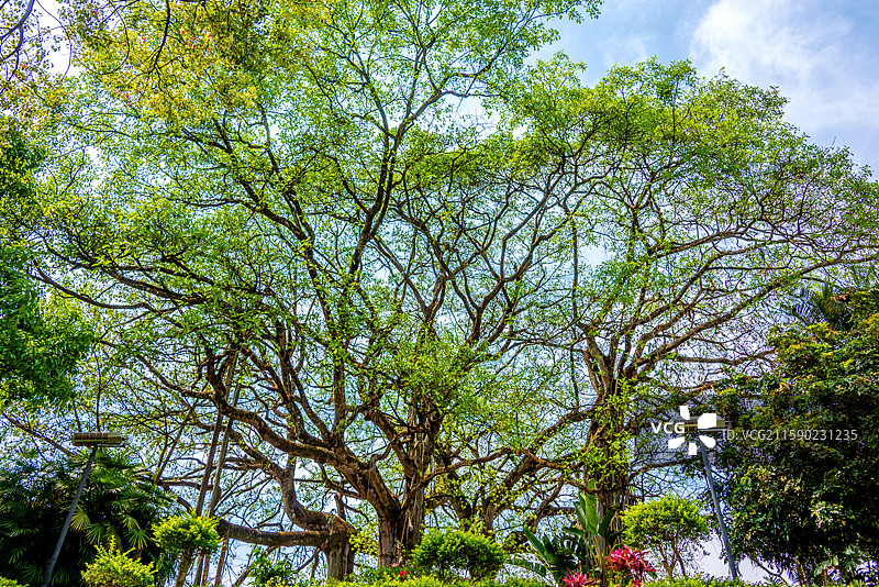 中国云南普洱倒生根公园图片素材