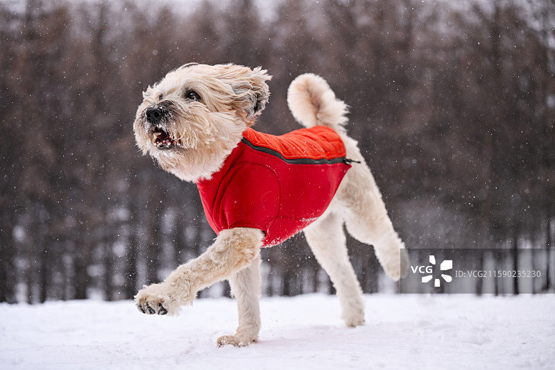 雪地里的软毛麦色梗图片素材