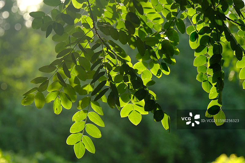 逆阳光洋槐树叶。槐豆角。高清风景绿树树叶背景图壁纸图片素材