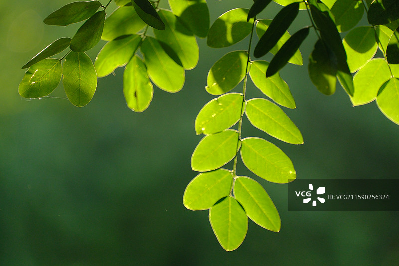 逆阳光洋槐树叶。槐豆角。高清风景绿树树叶背景图壁纸图片素材