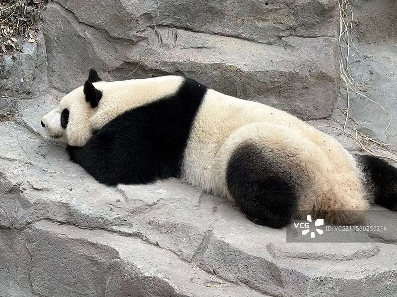慵懒的大熊猫趴在岩石上图片素材