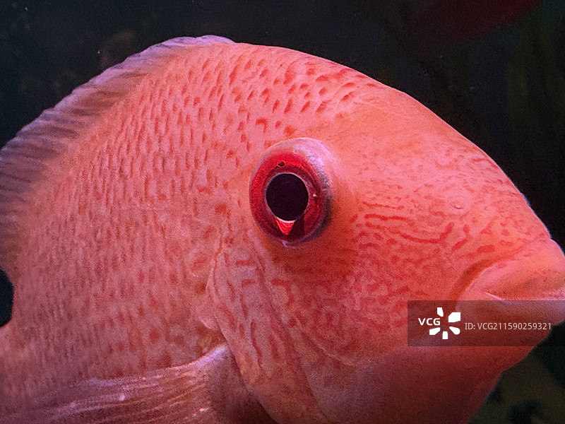 红色观赏鱼头部特写图片素材
