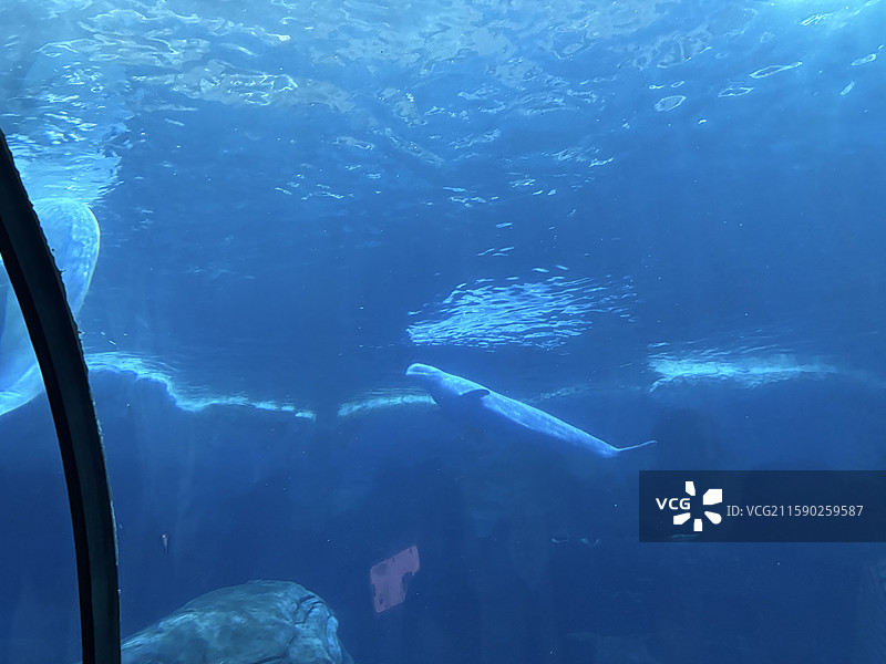 水族馆水下白鲸游泳场景图片素材
