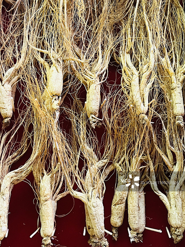 人参 野山参 林下参 长白山 吉林特产图片素材