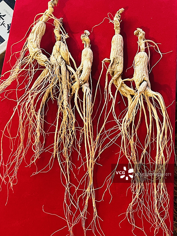 人参 野山参 林下参 长白山 吉林特产图片素材