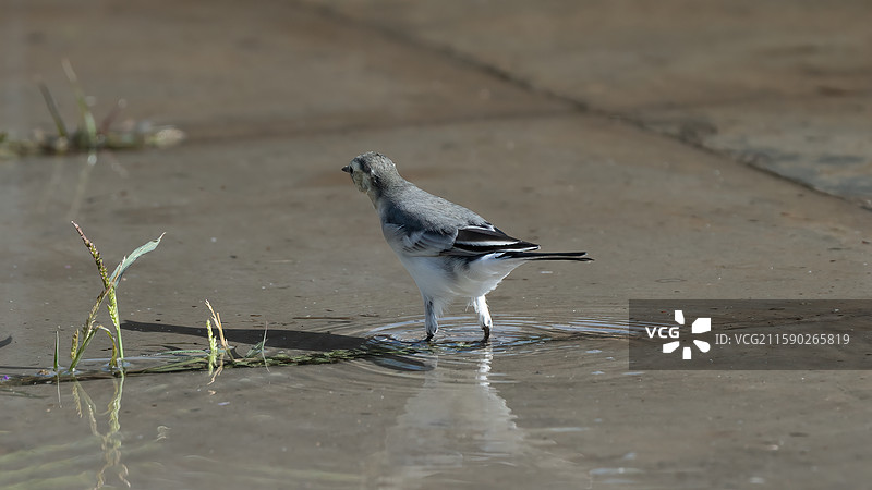 白鹡鸰图片素材