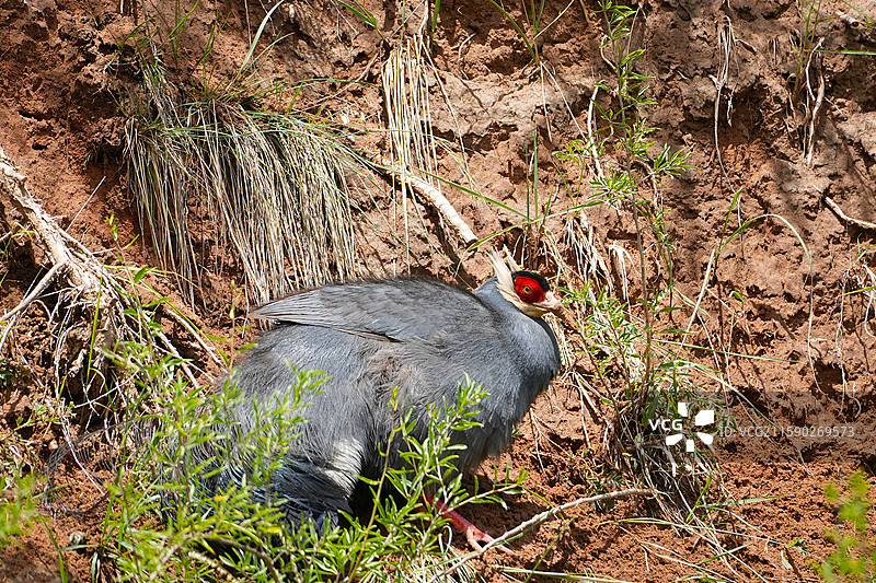 甘肃马蹄寺野生藏马鸡图片素材