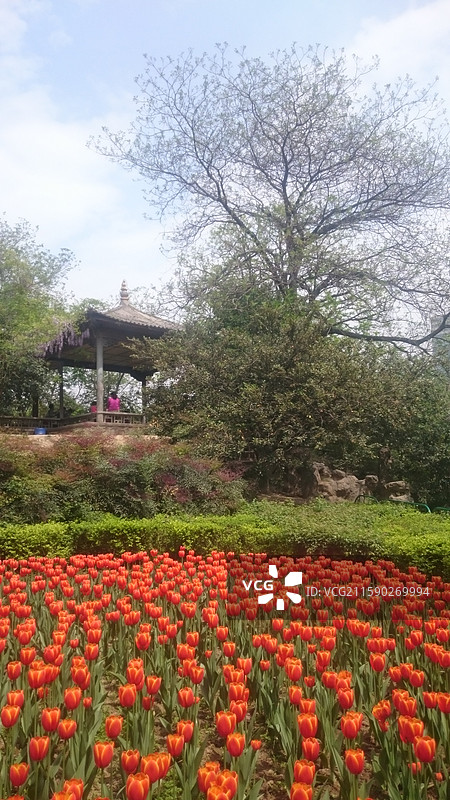 陕西省西安市碑林区兴庆宫公园兴庆湖春天赏花：郁金香盛开图片素材