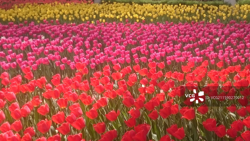 陕西省西安市碑林区兴庆宫公园兴庆湖春天赏花：郁金香盛开图片素材