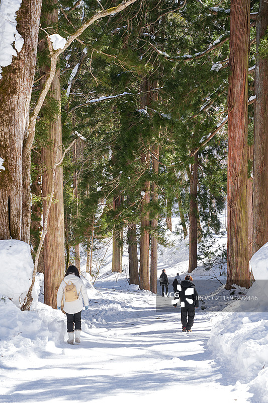 日本长野县长野市户隐神社冬季高大杉树大自然雪景图片素材