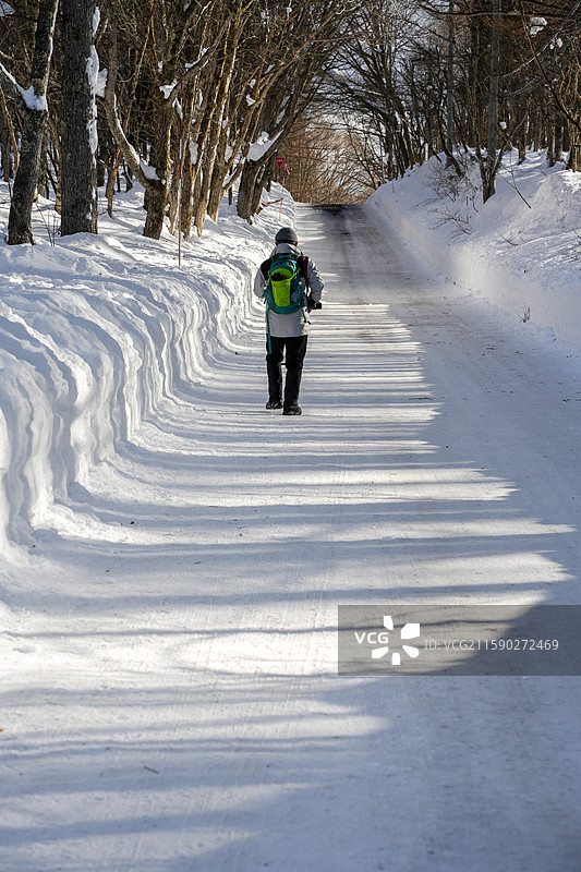 日本长野县长野市户隐神社冬季高大杉树大自然雪景图片素材
