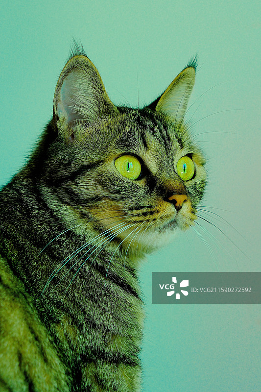 狸花猫和石榴石榴籽。斑纹猫。宠物猫头像肖像图片素材