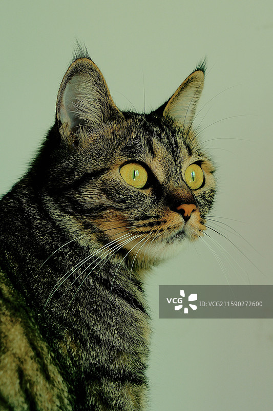 狸花猫和石榴石榴籽。斑纹猫。宠物猫头像肖像图片素材