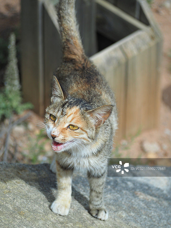 宁夏固原原州区须弥山石窟景区山上的拦路三花猫图片素材