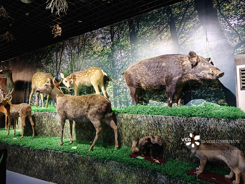 北京麋鹿苑博物馆里的动物标本图片素材