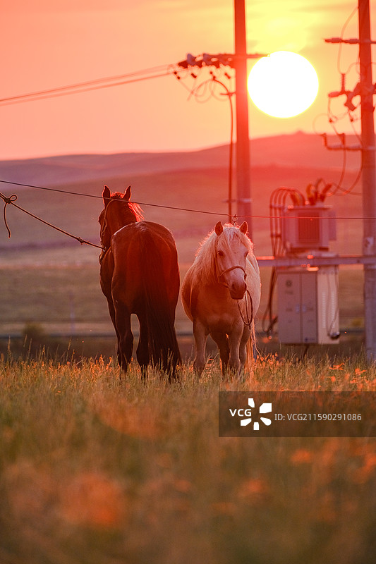内蒙古乌兰察布格根塔拉草原图片素材