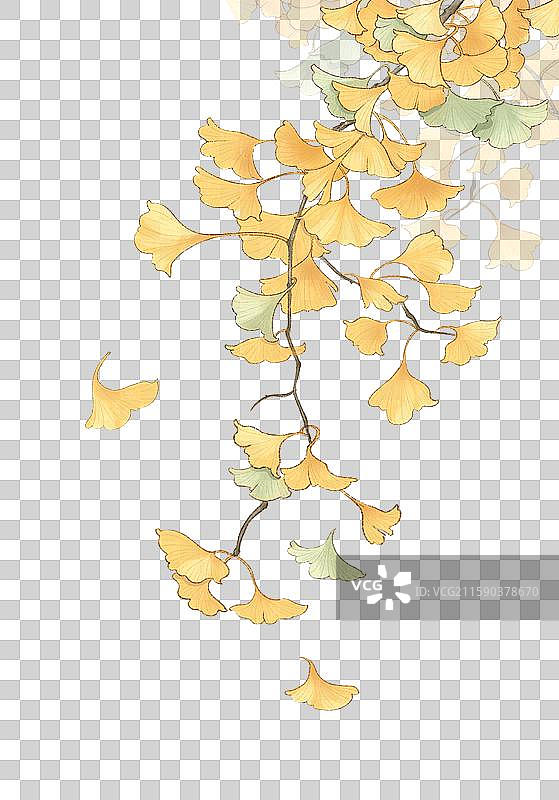 秋分银杏元素插画图片素材