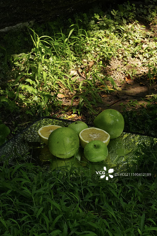 草地 阳光 水果 橘子 柚子图片素材