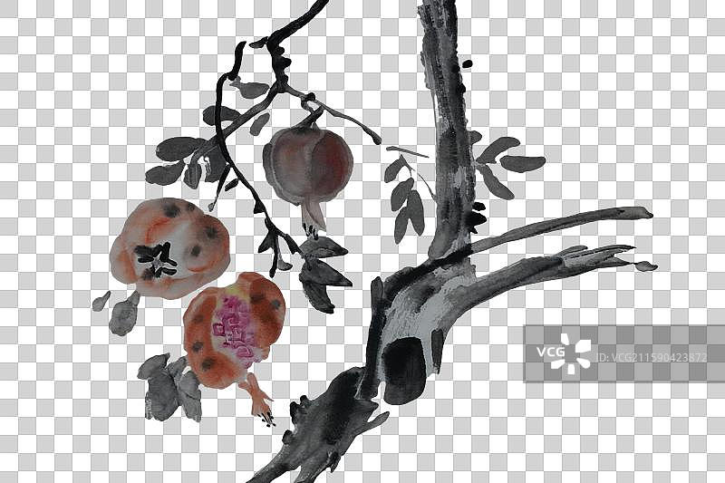 水墨植物 秋天 水果 石榴 果实 石榴树图片素材