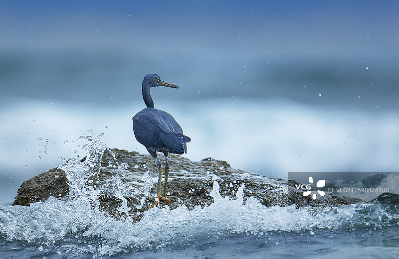 岩鹭图片素材