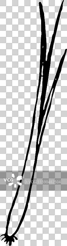 黑白 简笔画 茭白图片素材