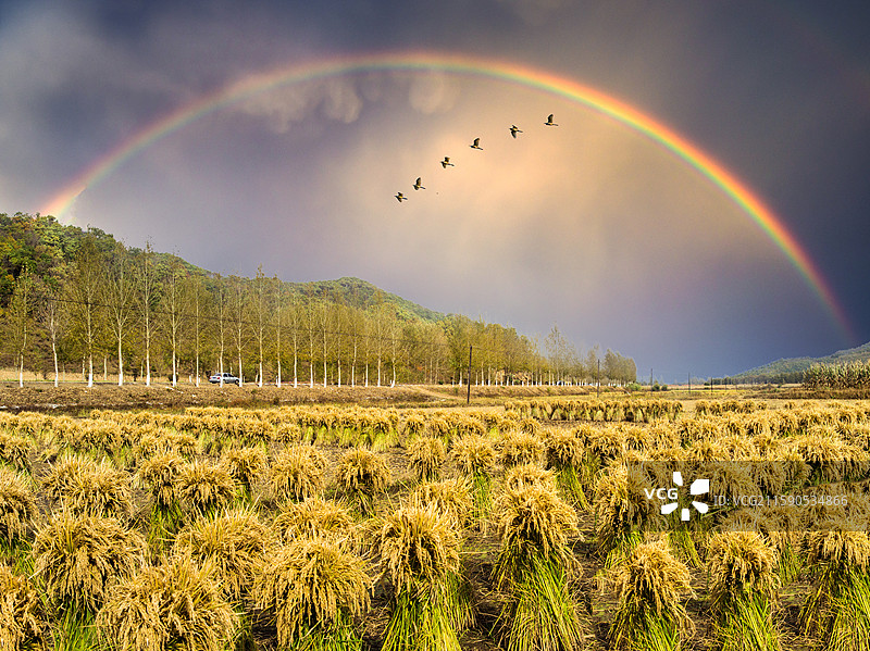 长白山脚下冷水稻田，吉林大米特供贡米，秋收时节稻谷打捆图片素材