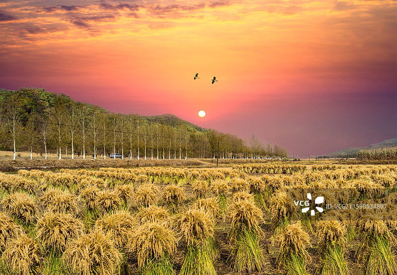 长白山脚下冷水稻田，吉林大米特供贡米，秋收时节稻谷打捆图片素材