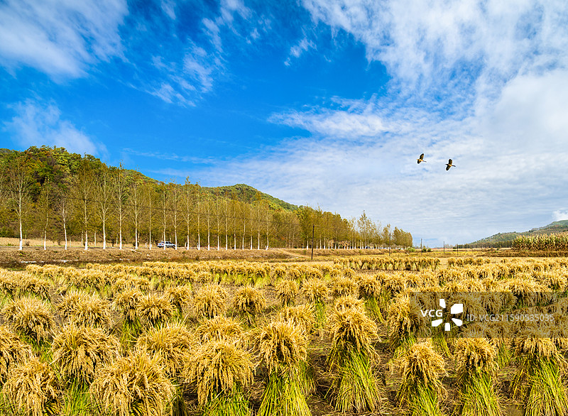 长白山脚下冷水稻田，吉林大米特供贡米，秋收时节稻谷打捆图片素材