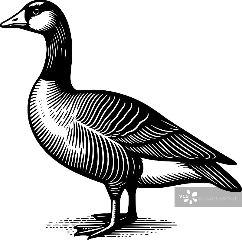 简单的美国水鸭站立图标，复古风格图片素材