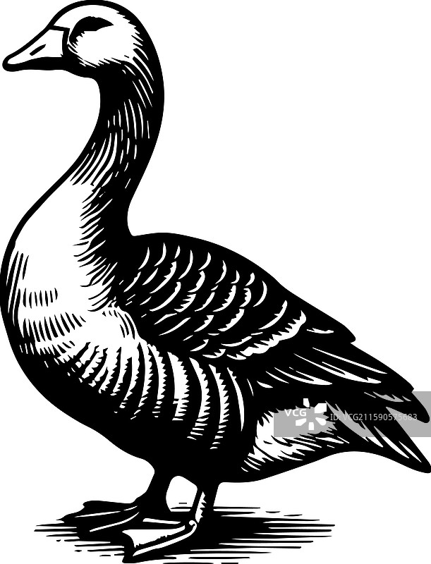 简单的美国水鸭站立图标，复古风格图片素材