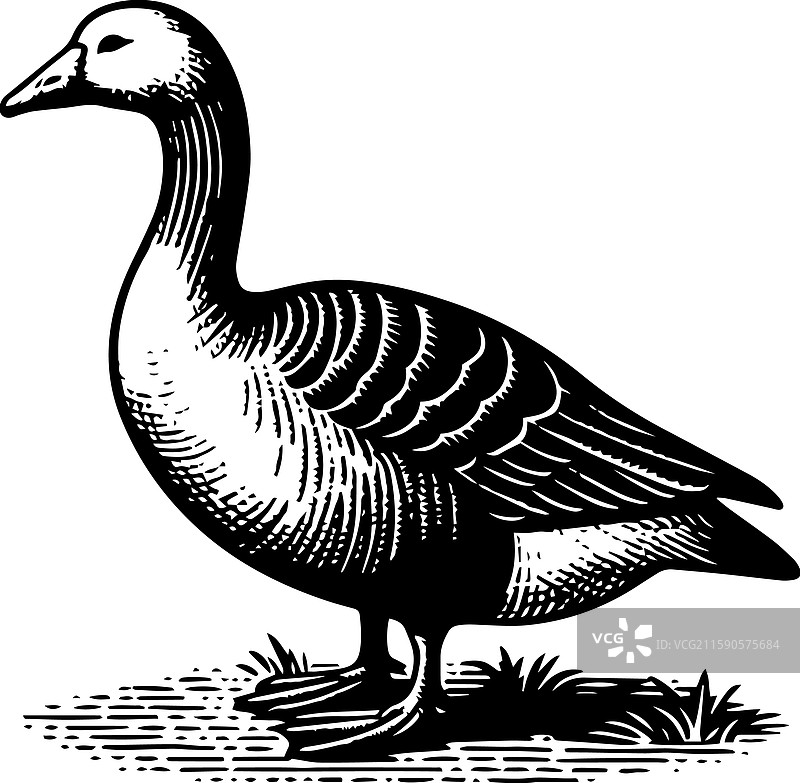 简单的美国水鸭站立图标，复古风格图片素材