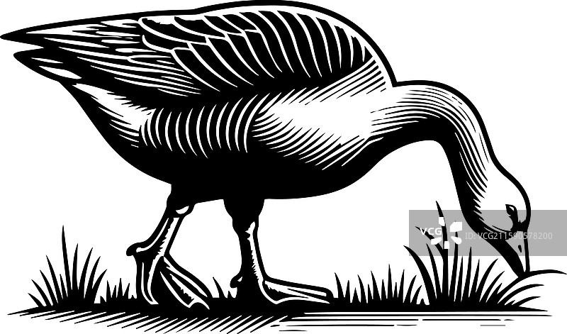 简单的美国水鸭图标在吃草图片素材