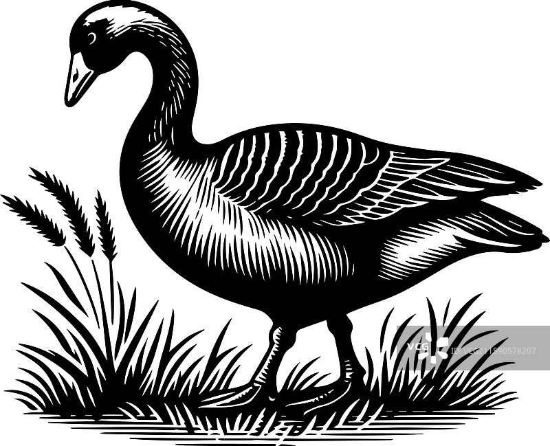 简单的美国水鸭图标在吃草图片素材