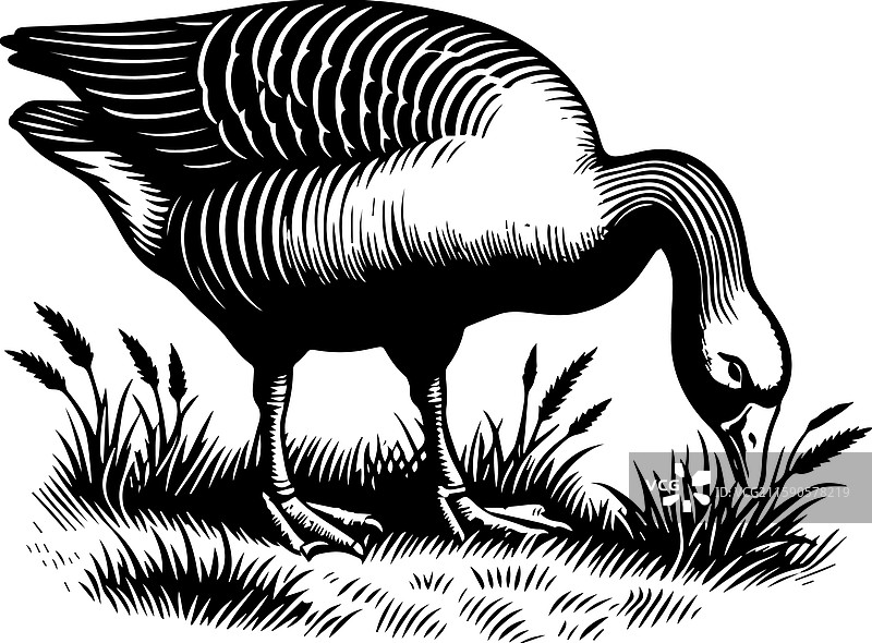 简单的美国水鸭图标在吃草图片素材