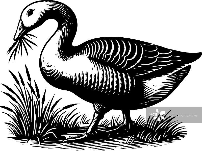 简单的美国水鸭图标在吃草图片素材