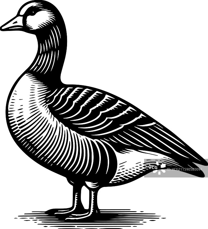 简单的美国水鸭站立图标复古风格图片素材