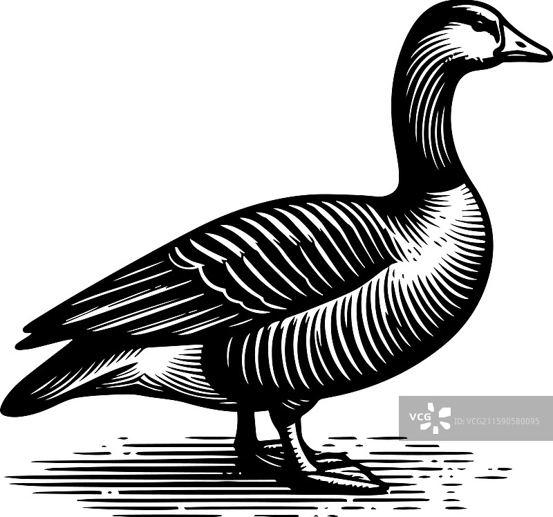 简单的美国水鸭站立图标，复古风格图片素材