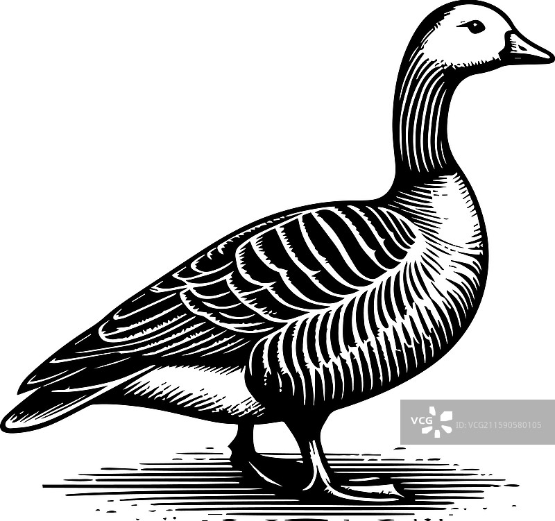 简单的美国水鸭站立图标，复古风格图片素材
