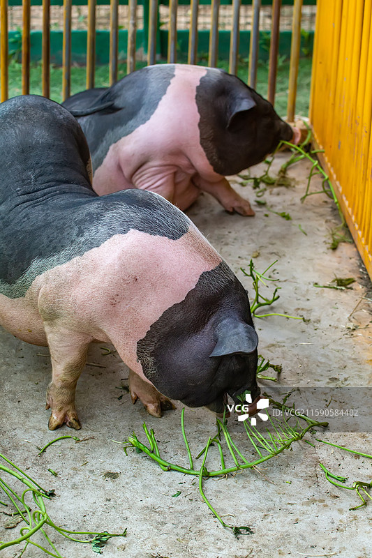 四川省绵阳市农户家中养殖的小花猪图片素材