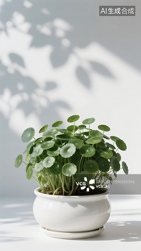 【AI数字艺术】铜钱草盆栽图片素材