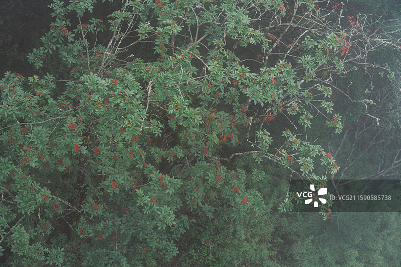 雅安喇叭河景区图片素材