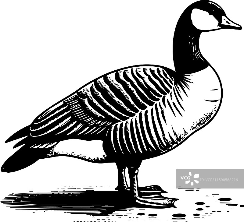 简单的图卢兹鹅站立图标复古标志图片素材