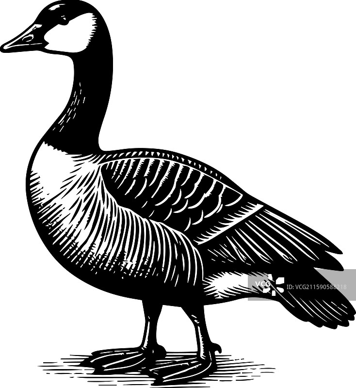 简单的图卢兹鹅站立图标复古标志图片素材