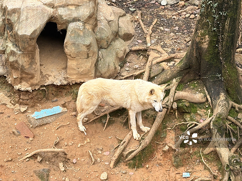 浅色狼在岩石洞穴旁的户外栖息地图片素材